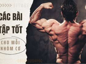 Các bài tập tốt nhất cho từng nhóm cơ